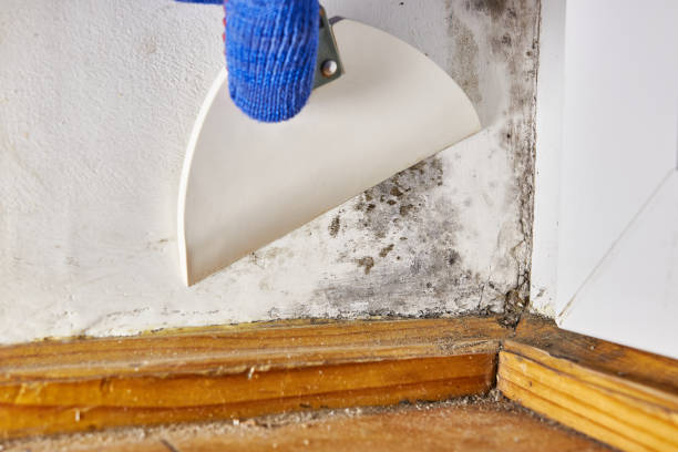 Best Residential Mold Inspection & Testing  in Garrett, TX